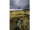 Sélection au concours international de photos nature de Namur (Belgique)