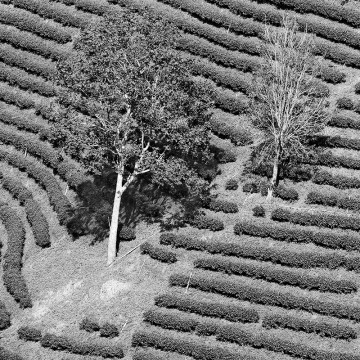 Travail d'auteur - premier exemple