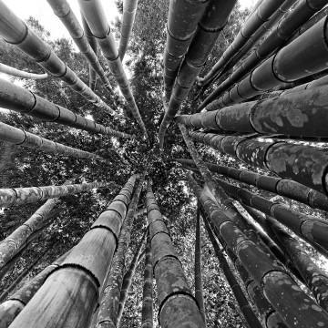 Travail d'auteur - premier exemple