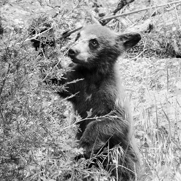 Travail d'auteur - deuxième exemple