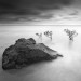 Mangroves, Queensland, Australie. 2014
