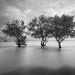 Mangroves, Krabi, Thaïlande, 2015.