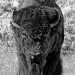 Bison d’Amérique du Nord, parc national du Yellowstone, Wyoming, USA. 2017